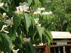 -黑龙江省森林植物园