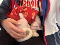 -喵匠猫主题咖啡(凯德和平广场店)