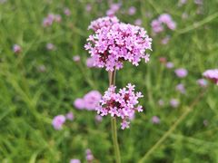 -光明小镇欢乐田园