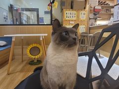 -滚猫咖啡·猫咖·猫友好撸猫(未来城店)