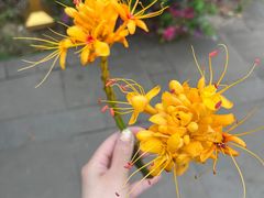 -曼听御花园