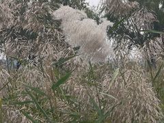 -绿堤公园