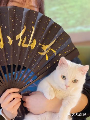 魔都闹中取静慢生活矮脚猫咖啡馆 