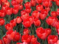 -石家庄市植物园