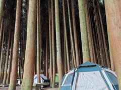 -武陵山森林公园