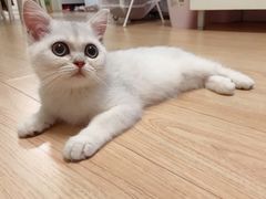 -东方名猫馆·英短金渐层布偶猫舍(环线广场1号楼店)