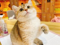 -猫十亿·布偶金渐层·曼基康矮脚猫舍(青年路店)