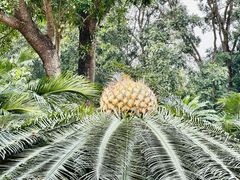-深圳仙湖植物园