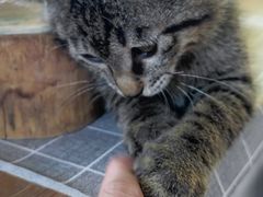 -海边的猫和咖啡馆