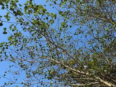 -中山市树木园