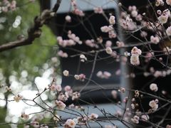 -青羊宫