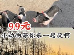 -前小桔亲子创意农场·草莓采摘·露营烧烤