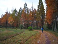 -黄海国家森林公园