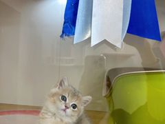 -青奢宠物·青奢猫舍