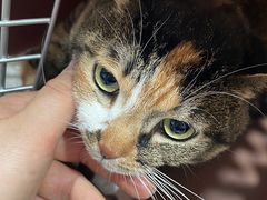 -四月宠物医院·猫专科·心脏专科·内科(转塘店)