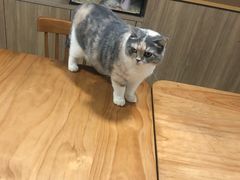 -藦茜花园宠物主题亲子互动体验馆(国顺东路店)