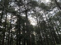 -重庆睡佛山森林公园