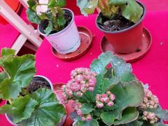 -枫叶小镇奥特莱斯