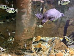 -迪拜水族馆及水下动物园