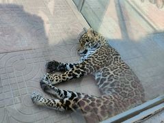 -西霞口神雕山野生动物世界