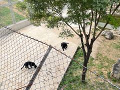 -石家庄市动物园