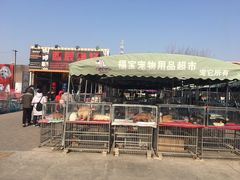 -中环花鸟鱼虫市场