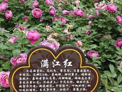 -洛阳市隋唐城遗址植物园