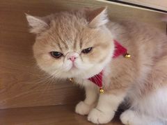 -滚猫咖啡·猫咖·猫友好撸猫(未来城店)