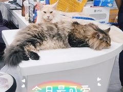 -达爱动物医院·犬猫分区·CT·复杂眼科(远洋山水分院)