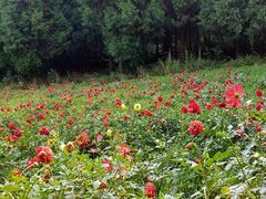 -武陵山森林公园