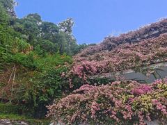 -深圳仙湖植物园
