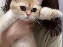 -lincat·猫舍(广州店)