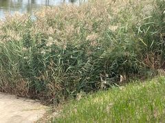 -南大港湿地风景区