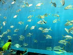 -瑞德姆美人鱼海底演艺主题餐厅(亚龙湾店)