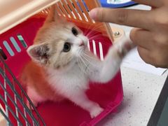 -纳吉亚猫专科动物诊疗中心(蒋宅口分院)