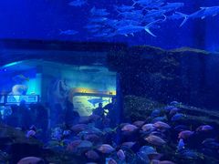 -海合安武汉极地海洋公园