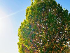 -老张牛肉面(天津万象城店)