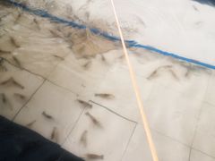 -小象钓虾·营地烧烤(洛溪店)