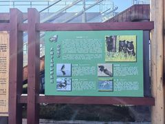 -黑瞎子岛探秘野熊园