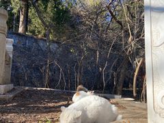 -潭柘寺景区