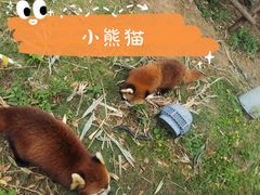-灵玲国际马戏城