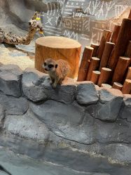 -Zoolung Zoolung动物主题公园(海信广场店)