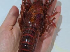 -二钳洞庭虾蟹·江湖菜(成都鹭岛店)