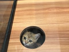 -袖虎·猫馆(体育西路店)
