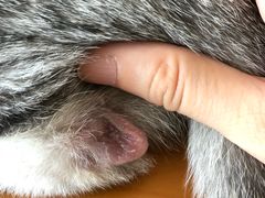 -爱妮康宠物医院·干细胞免疫细胞·肿瘤·心脏(张江店)