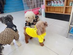 -翊宠yipet猫狗购宠庄园犬舍•猫舍