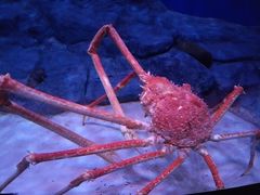 -新加坡海洋生态馆
