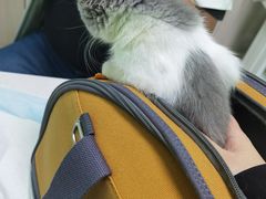 -圣宠动物医院·犬猫专科·影像中心·外科中心