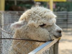 -济南喜来登酒店