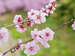 -上海滨江森林公园